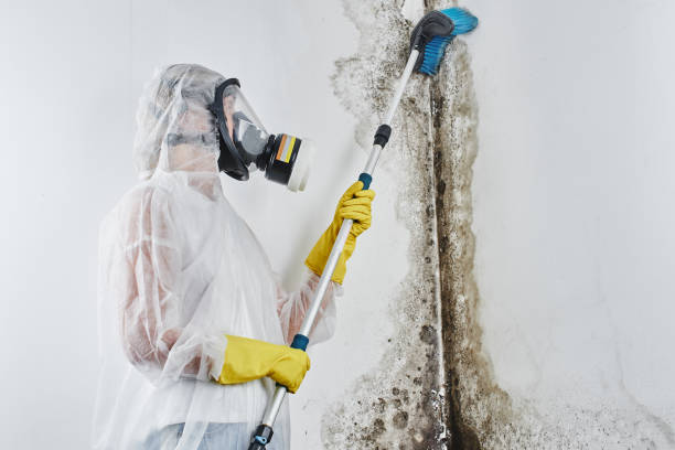 Best Residential Mold Remediation in Heartland, TX