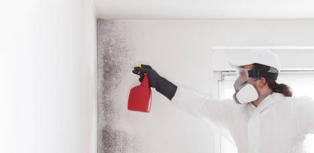 Best DIY Mold Remediation Support Services in Heartland, TX