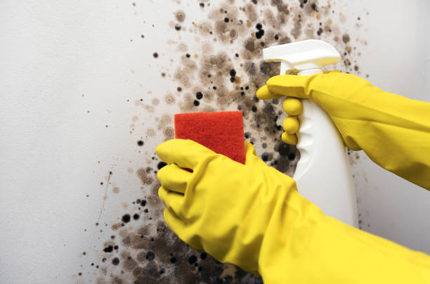 Trusted Heartland, TX Mold Remediation Experts