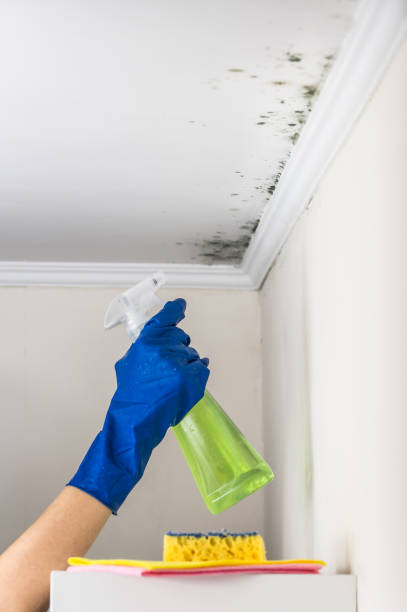 Best Insurance-Related Mold Remediation in Heartland, TX